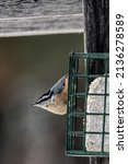 Red-breasted nuthatch on a suet feeder at Crex Meadows Wildlife Area Visitor