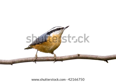red-breasted nuthatch perched on a branch in search of food; white background
