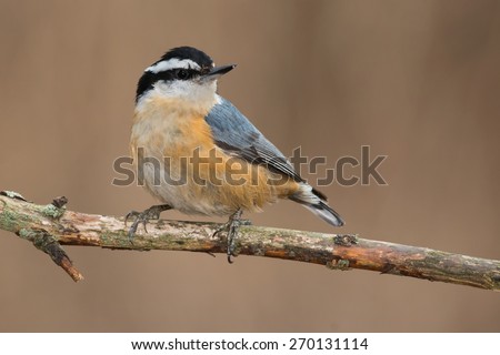 A Red-breasted Nuthatch is perched on a dead branch looking over its shoulder. Presqu'ile Provincial Park, Brighton, Ontario, Canada.