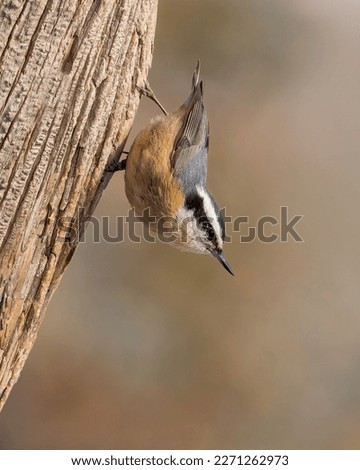 A Red-breasted Nuthatch perches upside down.
