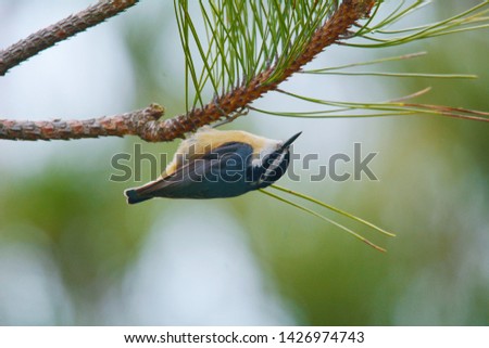 A Red-Breasted Nuthatch plays in a white pine tree near Tobermory, Ontario, Canada.