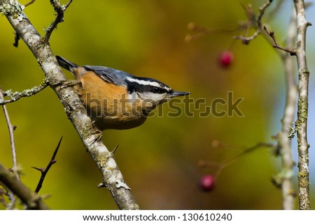 Red-breasted Nuthatch (Sitta canadensis) is a small songbird.