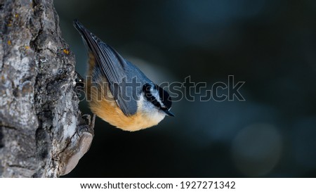 Red-breasted Nuthatch (Sitta canadensis) song bird climbing down a tree branch head first. Nature and wildlife background bird photography