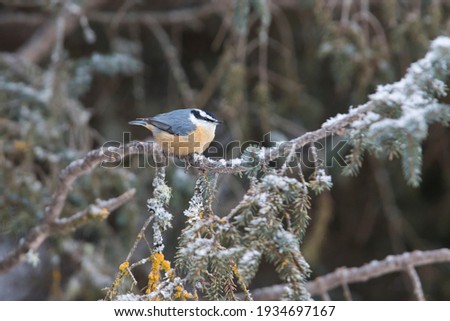 red-breasted nuthatch (Sitta canadensis) in winter

