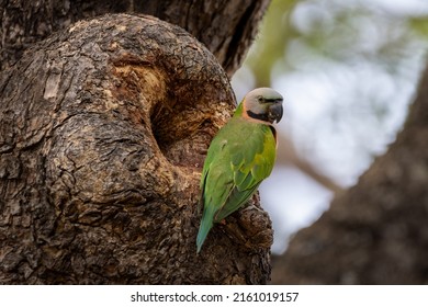 Red-breasted Parakeet Perched In Front Of The Nest.