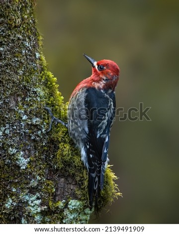 A Red-breasted Sapsucker working on mossy tree trunk