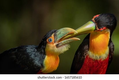 Baby Toucan Stock Photos Images Photography Shutterstock Baby Toucan Stock Photos Images Photography Shutterstock