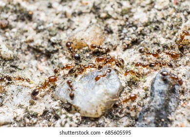 Red-brown ants (possibly be Myrmica genus) walk on the ground
