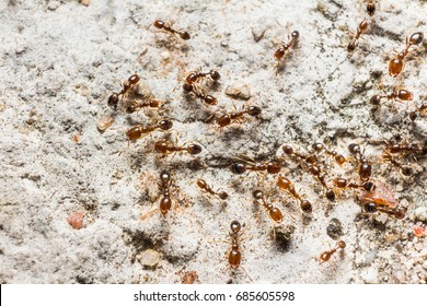 Red-brown ants (possibly be Myrmica genus) walk on the ground
