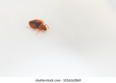 Red-brown Bed Bug On White Background