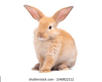 374,849 Rabbit Isolated Images, Stock Photos & Vectors | Shutterstock