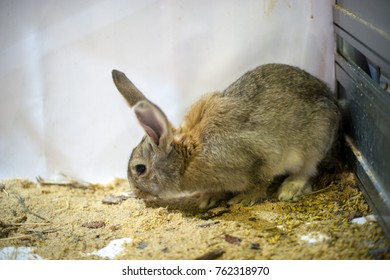 142 Baby Bunny Litter Images, Stock Photos & Vectors | Shutterstock