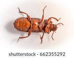 Red-brown rice-meal beetle lying on its back