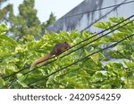 A red-brown squirrel climbs a wire with its feet. To find food around green trees