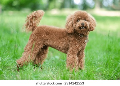 A red-brown toy poodle dog. Toy poodle puppy on a walk in the park