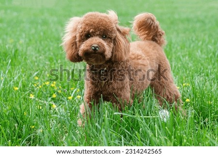 A red-brown toy poodle dog. Toy poodle puppy on a walk in the park