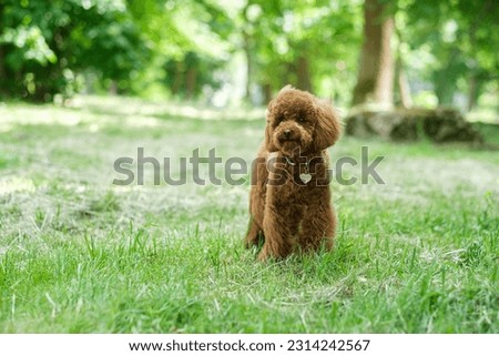 A red-brown toy poodle dog. Toy poodle puppy on a walk in the park