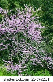 A Redbud Tree Blooms In Spring, DuPage County, Illinois