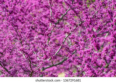 Redbud Tree In Oklahoma