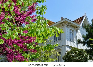 Redbud Tree And Old House In Büyükada, Istanbul, Turkey.