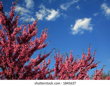 Redbud Tree On Blue Sky