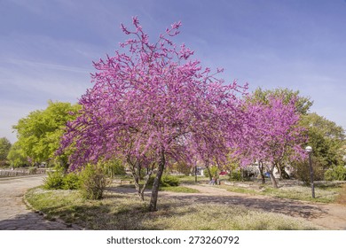 Redbud Tree Sping Background