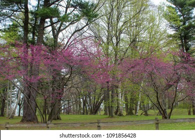 Redbud trees budding in the park. Spring in Durand Eastman park.