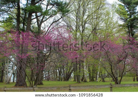 Redbud trees budding in the park. Spring in Durand Eastman park.
