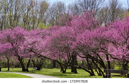 Redbud Tree High Res Stock Images Shutterstock