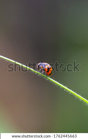 redbug sitting in a grass