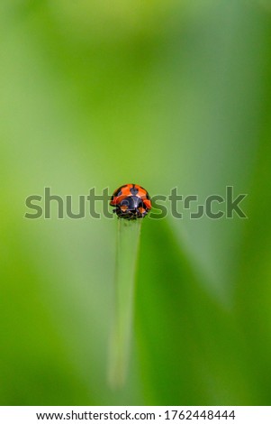 redbug sitting on a green leaf 