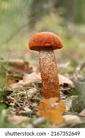 Red-capped scaber stalk (Leccinum aurantiacum) mushroom in the autumn oak forest