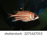 Redcoat squirrelfish (Sargocentron rubrum) in aquarium
