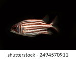 Redcoat squirrelfish (Sargocentron rubrum) in black background