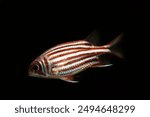 Redcoat squirrelfish (Sargocentron rubrum) in black background