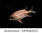 Redcoat squirrelfish (Sargocentron rubrum) in black background