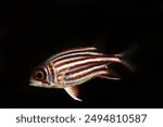 Redcoat squirrelfish (Sargocentron rubrum) in black background