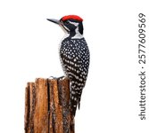 The Red-cockaded Woodpecker, with its distinctive black and white plumage, perches on a piece of wood, skillfully tapping for insects in forested habitats.



