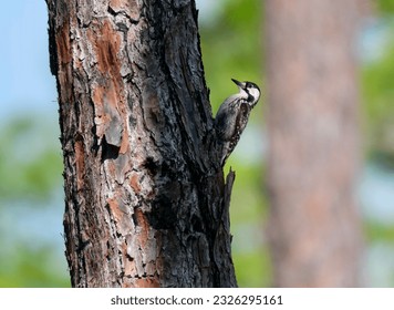 Red-cockaded Woodpecker (Dryobates borealis) on the side of a pine trunk. Three Lakes Wildlife Management Area Kenansville, Florida June 2nd, 2023