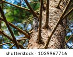 Red-cockaded Woodpecker (Picoides borealis) .