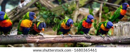 The red-collared rainbow lorikeet flock (Trichoglossus rubritorquis) is a species of parrot found in wooded habitats in northern Australia.