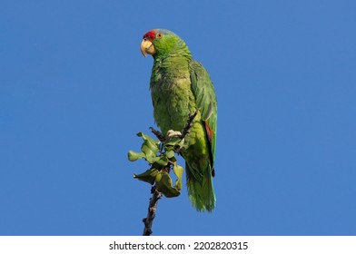 Red-crowned Amazon Parrot, Amazona Viridigenalis, Shown In Pasadena, California. This Is An Endangered Parrot Species, Native To Northeastern Mexico And Southern Texas.