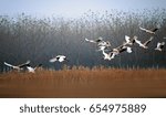 Red-crowned Crane