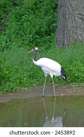 Red-crowned crane