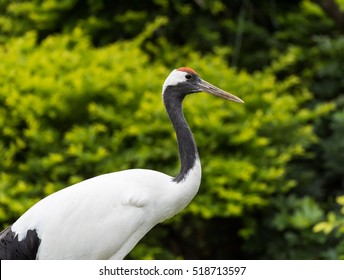 23,936 Red crowned crane Images, Stock Photos & Vectors | Shutterstock