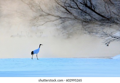 Red-crowned Crane