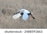 A red-crowned crane flying low