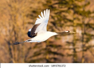 23,936 Red crowned crane Images, Stock Photos & Vectors | Shutterstock