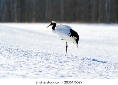 The red-crowned crane (Grus japonensis) or Japanese crane or Manchurian crane stand on a leg as rest positon alone on snow ground in nature at Tsurui Ito Tancho Sanctuary, Kushiro, Hokkaido, Japan.