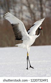 Photos Images Et Photographies De Stock De Grue Oiseau